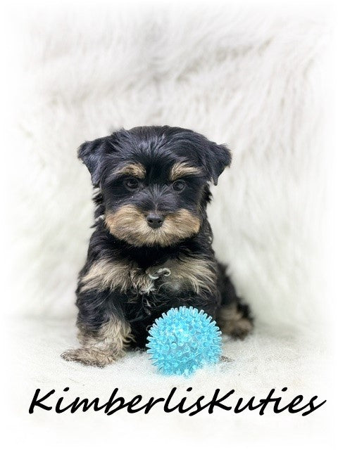 TRADITIONAL Yorkshire Terrier ~ Male, Kingston