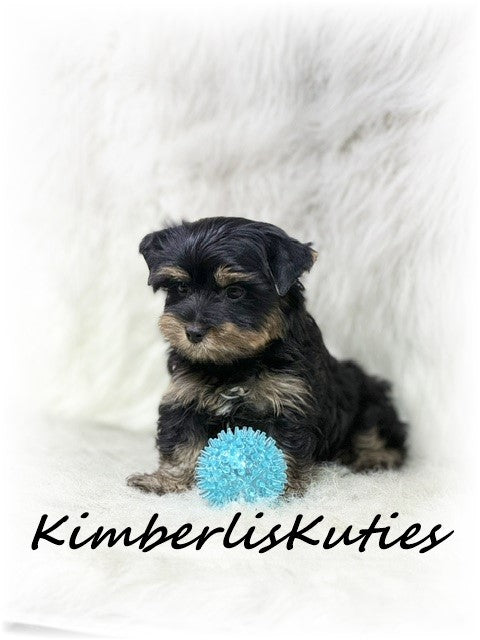 TRADITIONAL Yorkshire Terrier ~ Male, Kingston