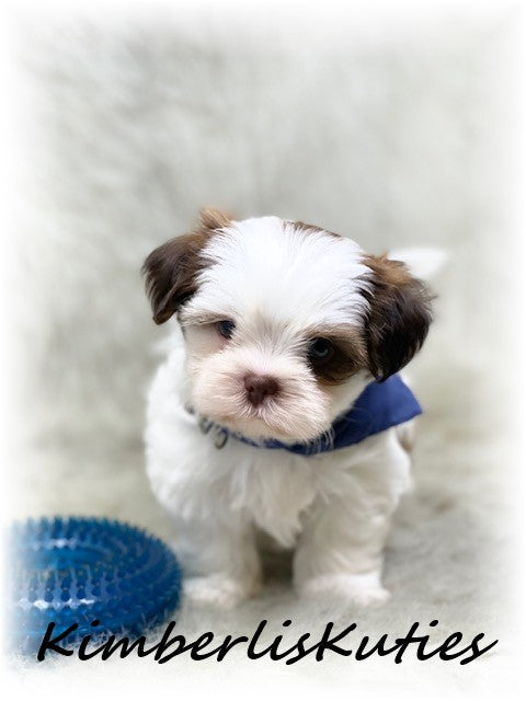 SHORKIE (Shih Tzu/ Yorkshire Terrier) Male, Harley