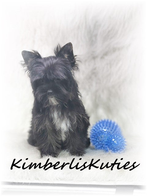 Non-Fading Yorkshire Terrier ~ Male, Beau