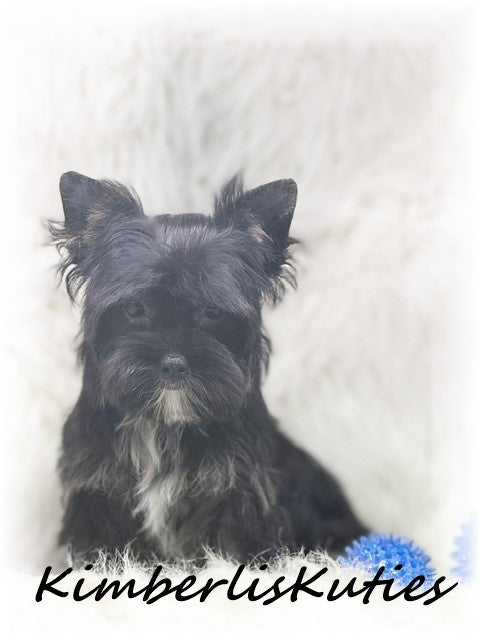 Non-Fading Yorkshire Terrier ~ Male, Beau
