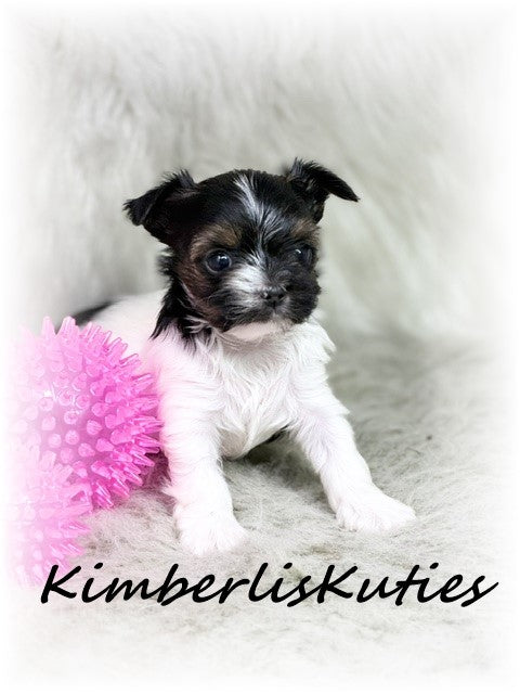 MORKIE (Maltese/ Yorkshire Terrier) Female, Nova