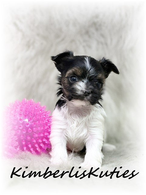 MORKIE (Maltese/ Yorkshire Terrier) Female, Nova