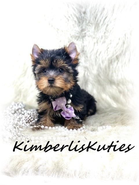 TRADITIONAL Yorkshire Terrier ~ Female, Khloe
