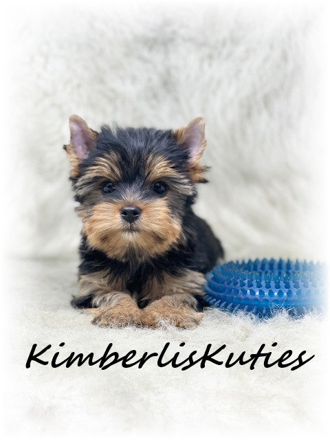 TRADITIONAL Yorkshire Terrier ~ Male, Stetson