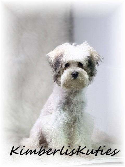MORKIE (Maltese/ Yorkshire Terrier) Male, Paxton