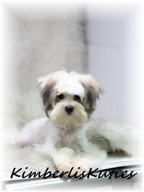 MORKIE (Maltese/ Yorkshire Terrier) Male, Paxton