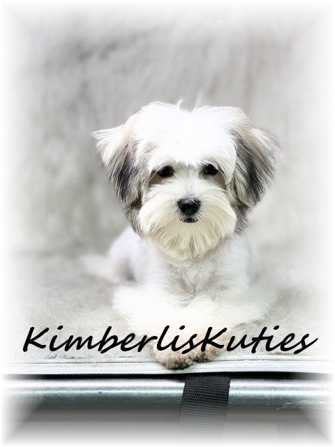 MORKIE (Maltese/ Yorkshire Terrier) Male, Paxton