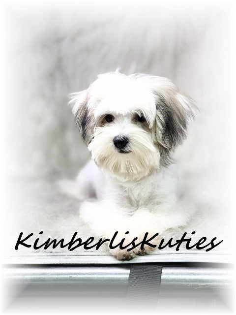 MORKIE (Maltese/ Yorkshire Terrier) Male, Paxton