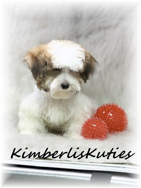 MORKIE (Maltese/ Yorkshire Terrier) Male, Nitro