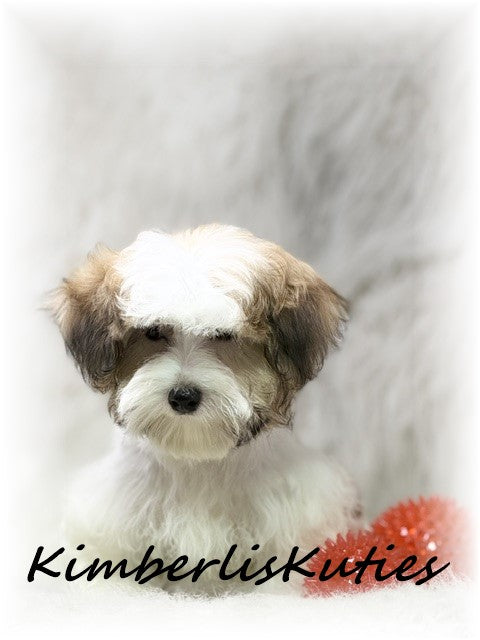 MORKIE (Maltese/ Yorkshire Terrier) Male, Nitro
