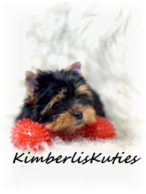 TRADITIONAL Yorkshire Terrier ~ Male, Sage