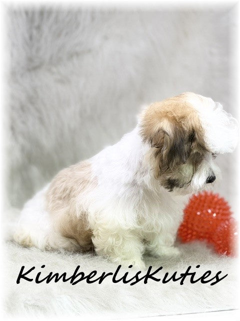 MORKIE (Maltese/ Yorkshire Terrier) Male, Nitro