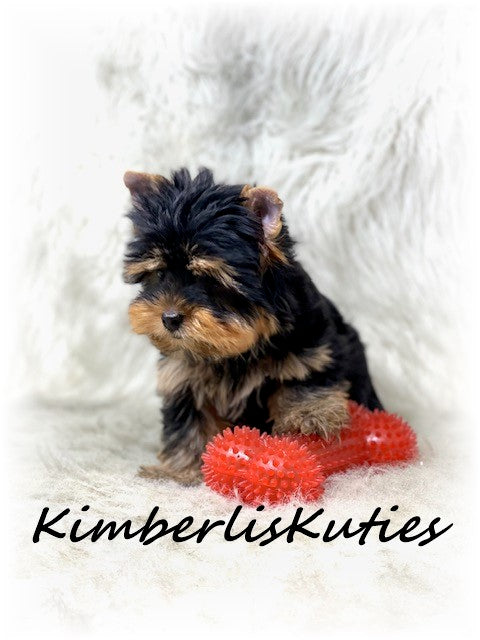 TRADITIONAL Yorkshire Terrier ~ Male, Sage
