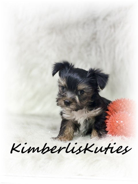 MORKIE (Maltese/ Yorkshire Terrier) Male, Nash