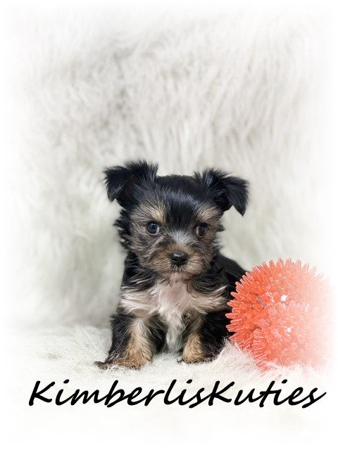 MORKIE (Maltese/ Yorkshire Terrier) Male, Nash