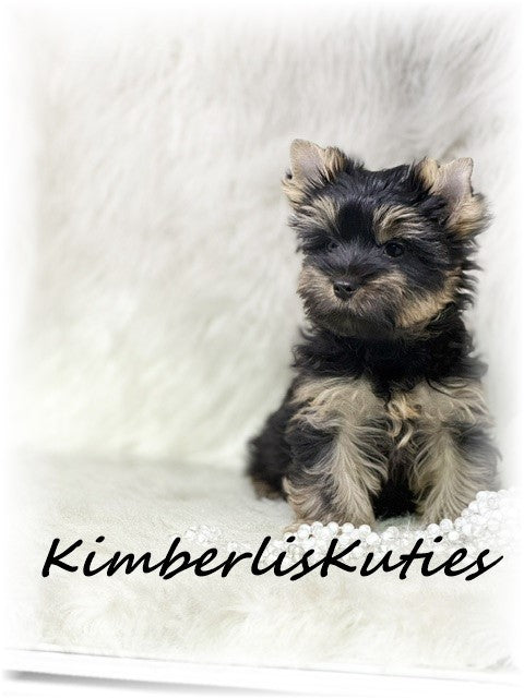 TRADITIONAL Yorkshire Terrier ~ Female, Blair