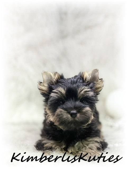 TRADITIONAL Yorkshire Terrier ~ Female, Blair