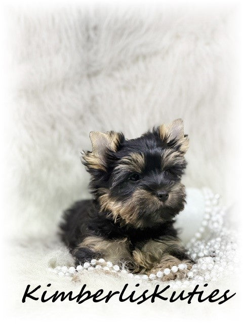 TRADITIONAL Yorkshire Terrier ~ Female, Blair