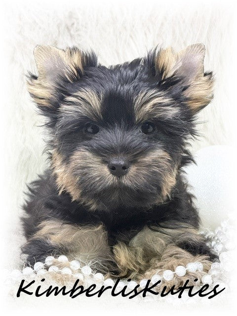 TRADITIONAL Yorkshire Terrier ~ Female, Blair