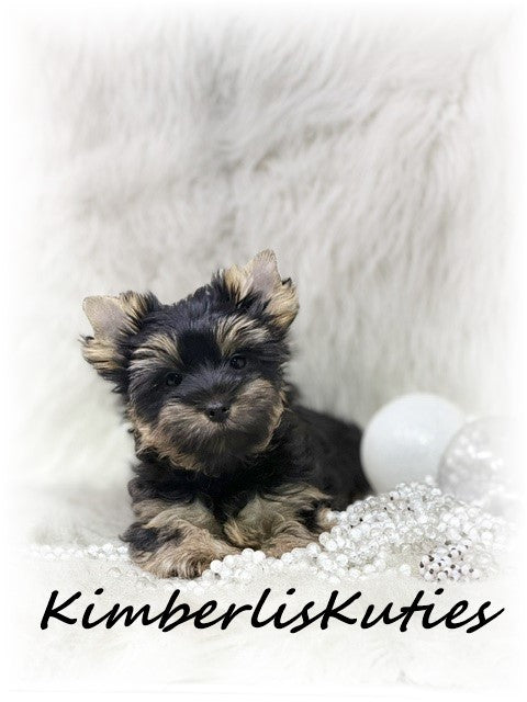 TRADITIONAL Yorkshire Terrier ~ Female, Blair