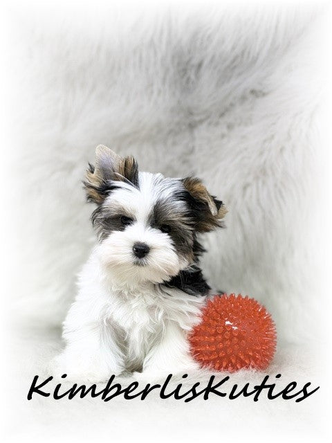 PARTI Yorkshire Terrier ~ Male, Rip