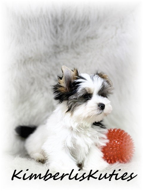 PARTI Yorkshire Terrier ~ Male, Rip