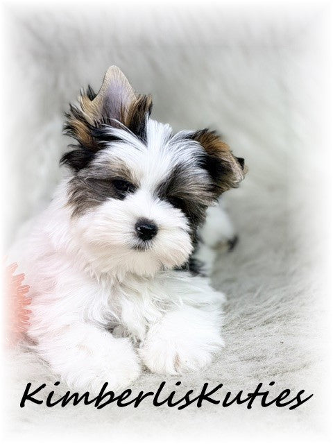 PARTI Yorkshire Terrier ~ Male, Rip