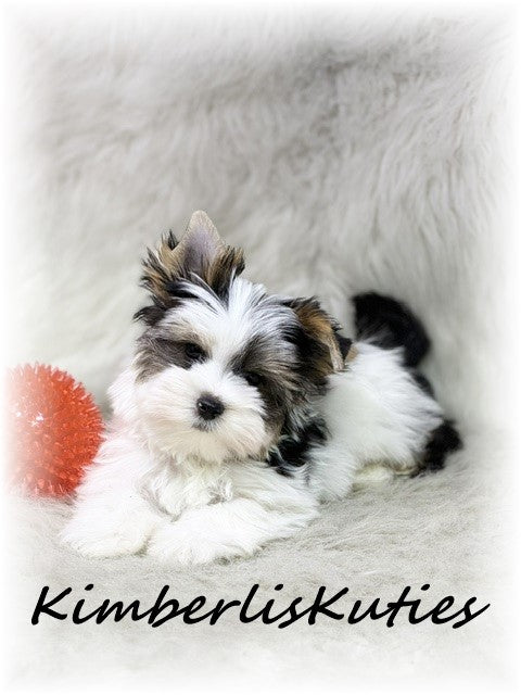 PARTI Yorkshire Terrier ~ Male, Rip