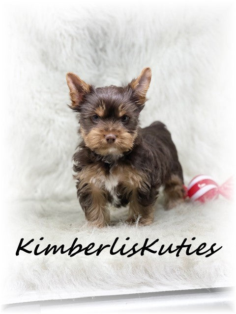 CHOCOLATE Yorkshire Terrier ~ Male, Seth
