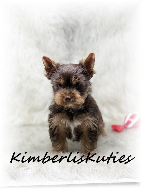 CHOCOLATE Yorkshire Terrier ~ Male, Seth