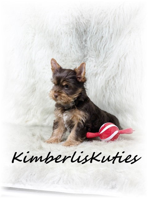 CHOCOLATE Yorkshire Terrier ~ Male, Seth