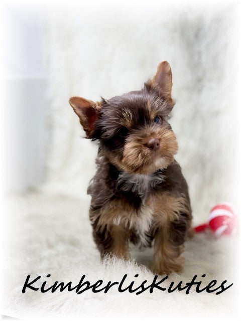 CHOCOLATE Yorkshire Terrier ~ Male, Seth