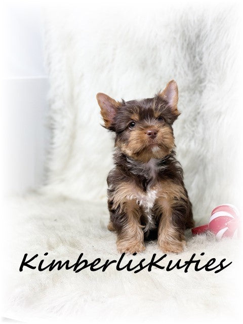 CHOCOLATE Yorkshire Terrier ~ Male, Seth
