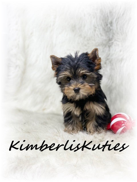 TRADITIONAL Yorkshire Terrier ~ Male, Spence