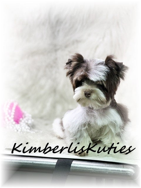 CHOCOLATE PARTI Yorkshire Terrier ~ Female, Phoebe