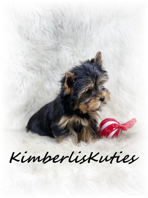 TRADITIONAL Yorkshire Terrier ~ Male, Spence