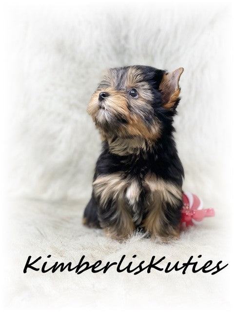 TRADITIONAL Yorkshire Terrier ~ Male, Spence