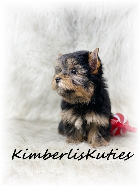 TRADITIONAL Yorkshire Terrier ~ Male, Spence