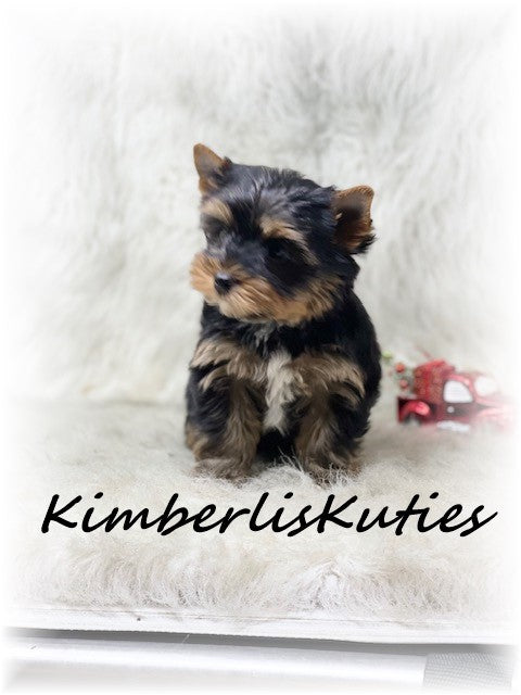 TRADITIONAL Yorkshire Terrier ~ Male, Shiloh