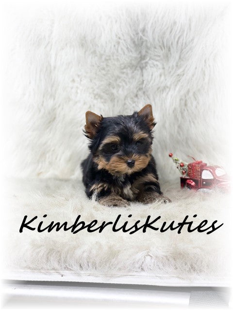 TRADITIONAL Yorkshire Terrier ~ Male, Shiloh