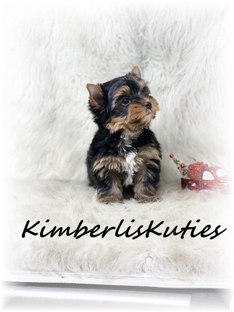 TRADITIONAL Yorkshire Terrier ~ Male, Shiloh