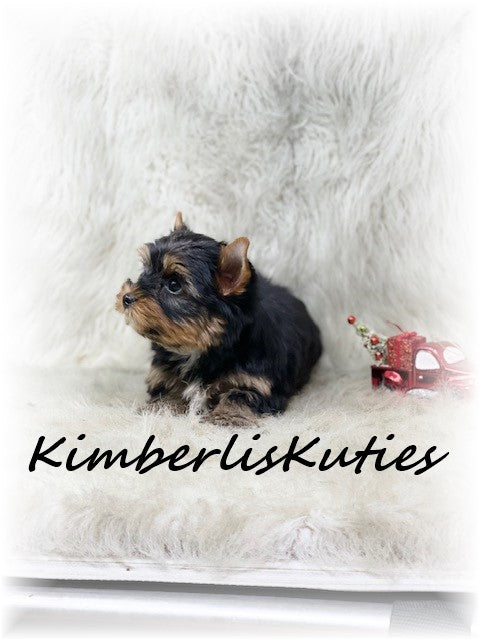 TRADITIONAL Yorkshire Terrier ~ Male, Shiloh