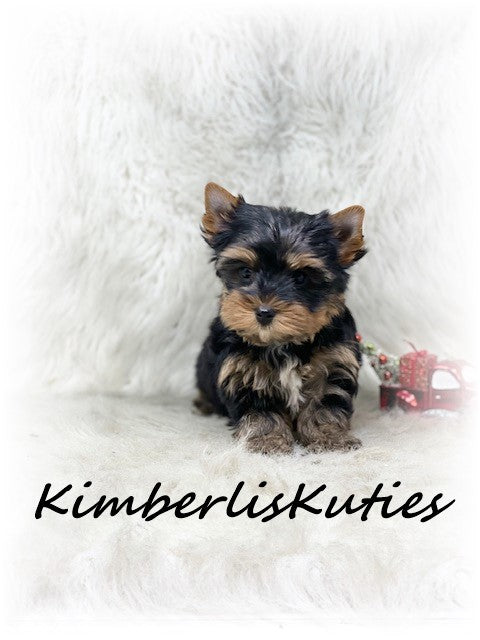TRADITIONAL Yorkshire Terrier ~ Male, Shiloh