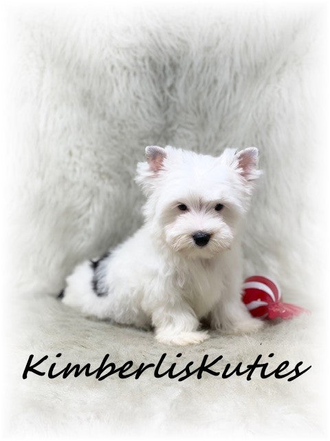 PARTI Yorkshire Terrier ~ Male, Beau