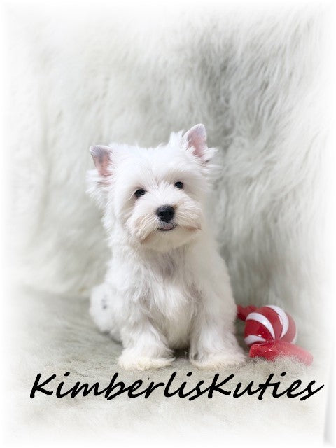 PARTI Yorkshire Terrier ~ Male, Beau