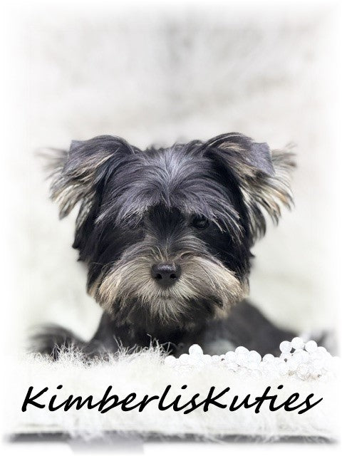 TRADITIONAL Black Yorkshire Terrier ~ Female, Brooklyn