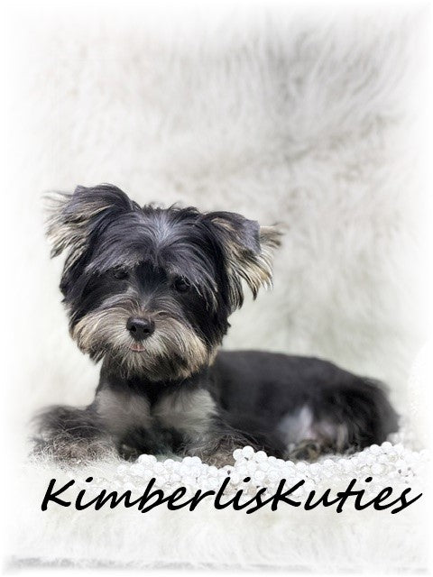 TRADITIONAL Black Yorkshire Terrier ~ Female, Brooklyn