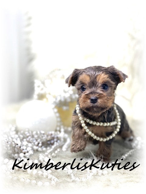 BLUE Yorkshire Terrier ~ Female, Kaylee