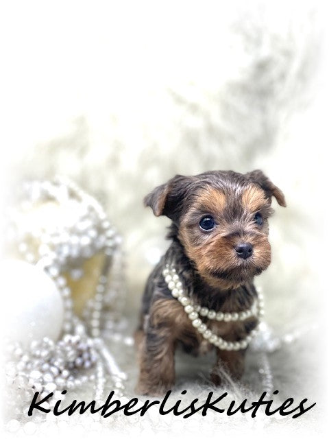 BLUE Yorkshire Terrier ~ Female, Kaylee